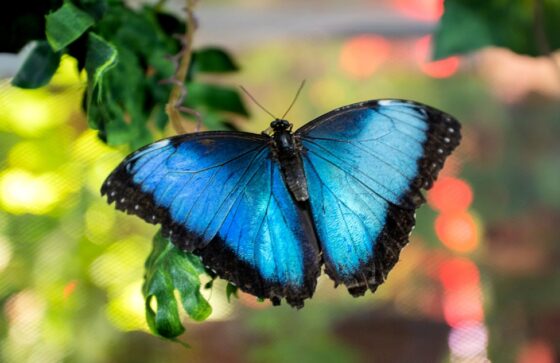 A butterfly on a leaf at the Costa Rican retreat &mdash; the quiet wildness of the surrounding rainforest.