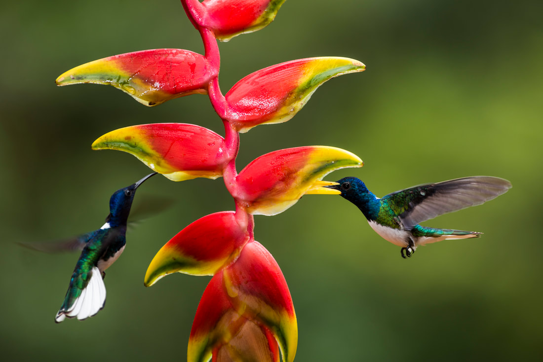 Tropical flowers in Costa Rica &mdash; the welcome of the land where the retreat takes place.