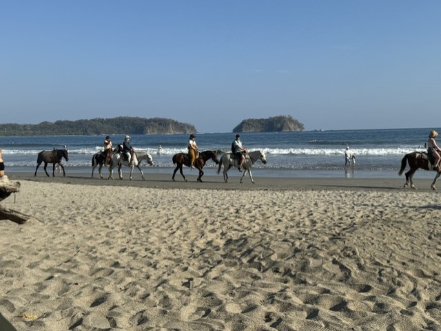 Horses at the Costa Rica retreat &mdash; movement and presence with the animals of the land.